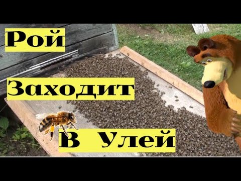 РОЙ ПЧЁЛ ЗАХОДИТ