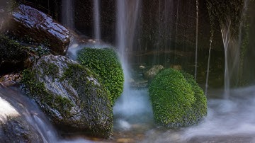 BRYOPHYTES ANCIENT WONDERS