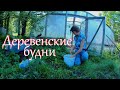 Огородно-рыболовный влог. Жизнь на хуторе.