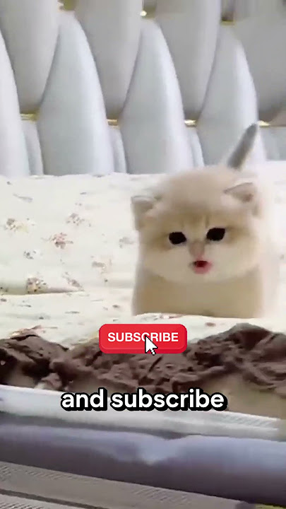 Blackest Cat In The World  😳