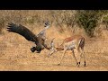 Fierce hunt  how eagle attack impala