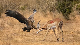 Fierce Hunt - How Eagle Attack Impala