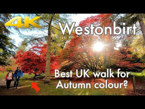 Westonbirt National Arboretum 🍁Cotswolds AUTUMN Fall Walk Through | Virtual Walking Tour in 4K POV 🍂