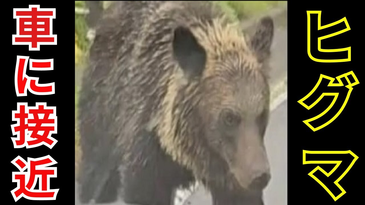 緊迫の1分間 北海道の知床峠をのしのし歩く