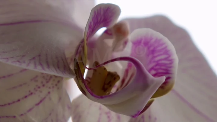 Spot - Nature documentary projects - by Antonio Ma...