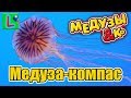 Deagostini  МЕДУЗЫ и КО МЕДУЗА КОМПАС  compass jellyfish Деагостини распаковка Liska Show