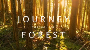 Journey Through The Forest | Cinematic Drone Video 4K | 4K Forest Nature Video