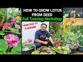 How To Grow Lotus From Seed | Full Training Workshop On Lotus And Water Lily | Seed To Flowering