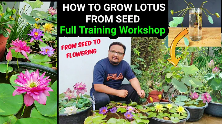 How To Grow Lotus From Seed | Full Training Workshop On Lotus And Water Lily | Seed To Flowering - DayDayNews