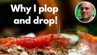 Why I Dont Drip Acclimate My Shrimp!