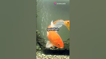 Think goldfish are forgetful? Think again! 🧠🐠