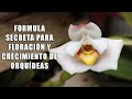 Frmula secreta y casera para floracin de orqudeas  orquiplanet