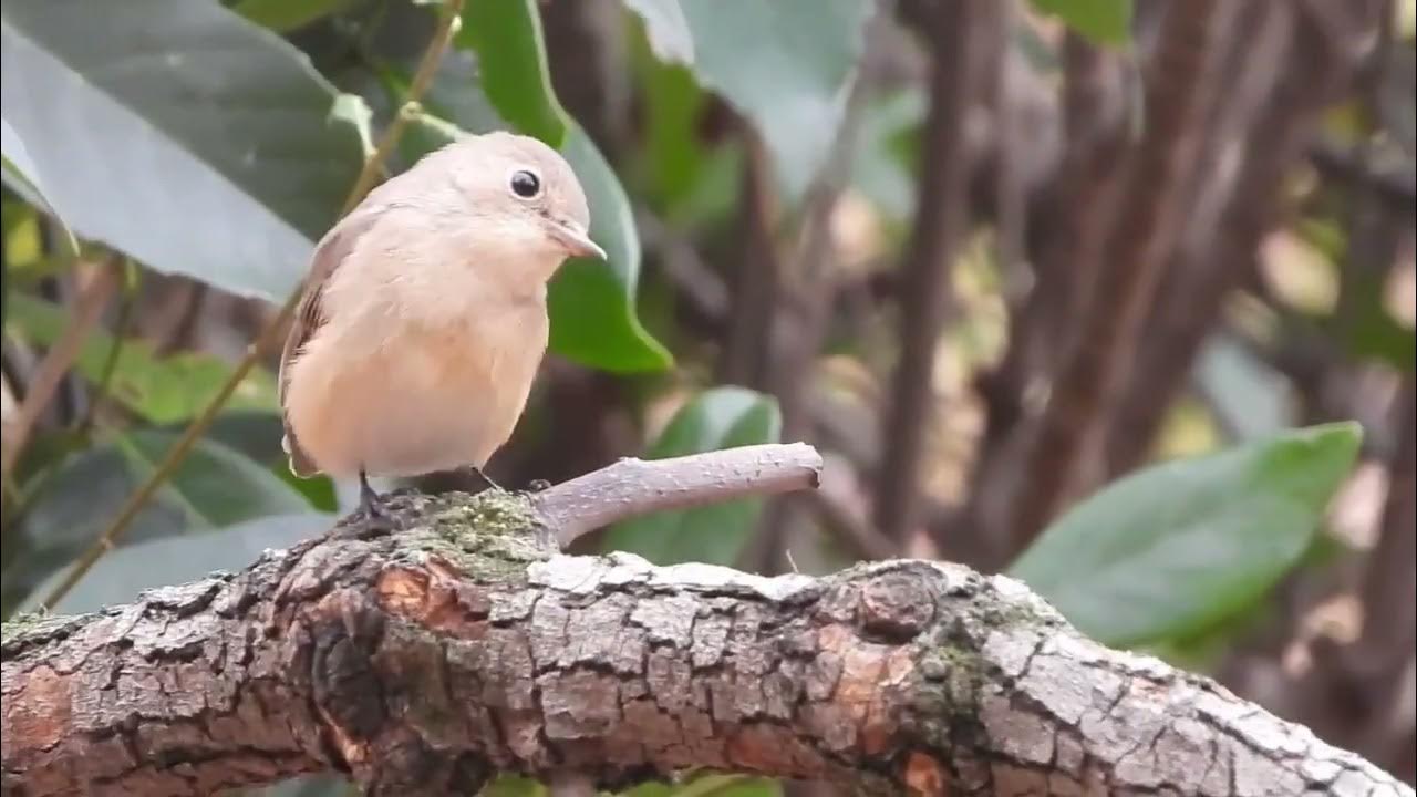 ニシオジロビタキ YouTube