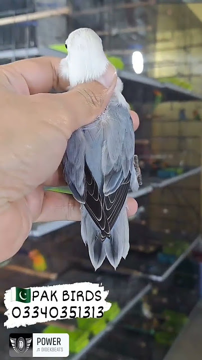 Amazing Quality Love Birds Mutation #lovebirdsbreeding #africanlovebird #lovebird #parrots #birds