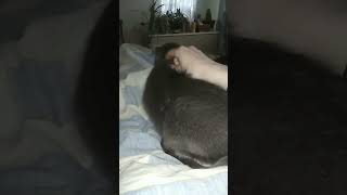 КОШКИ ПОЗДРАВИЛИ С ДНЁМ РОЖДЕНИЯ