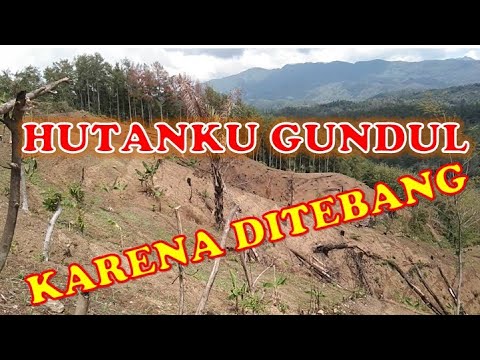 Video: Mengapa Hutan Khimki Ditebang?