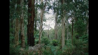 Forrest Kipon Beveyes Lpl 0.7X Mamiya Sekor C Lens Adapter Test Arri Mini Lf Open Gate