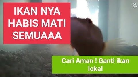 Vlog Akuarium Part 2