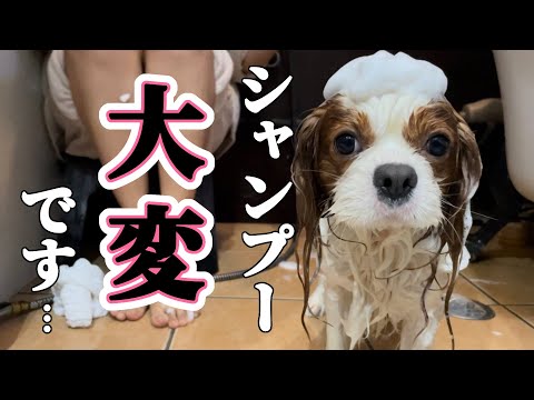 キャバリア犬を自宅でシャンプーするのは想像以上に大変です…