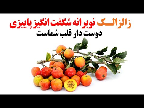 زالزالک نوبرانه شگفت انگیز پاییزی