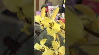 260412 IMG 5249 新購，花朵已開始謝了，趕緊拍照