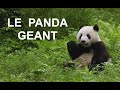 Le panda gant documentaire