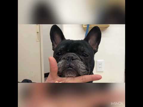 Yic京都ペット総合専門学校 ワンちゃんの保定の基本 Youtube Yic京都ペット総合専門学校 ワンちゃんの保定の基本 Youtube