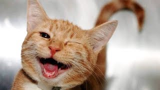 CRAZY CATS FUNNY VIDEOS COMPILATION 2020 Part 2 Cute Cats by Crazy Cats 247 views 4 years ago 6 minutes, 20 seconds