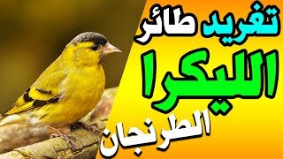 تغريد الطرنجان او طائر الليكرا -  فيديو من الجزائر