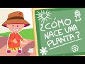 LA GERMINACIÓN: ¿CÓMO NACE Y CRECE UNA PLANTA?🌻🌼 Aprendemos Su Ciclo De Vida. ¡ISA TE EXPLICA!