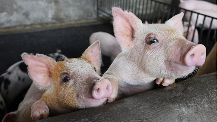 China makes headway in developing African swine fever vaccine