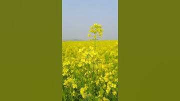 Islamic Background Video No Copyright - Beautiful Mustard flowers #Shorts
