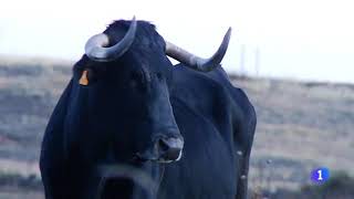 Vaca Serrana Negra 30/11/16