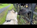 Giant husky reacts to meeting farm animals cutest ever