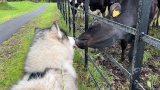 Giant Husky Reacts To Meeting Farm Animals! (Cutest Ever!!)