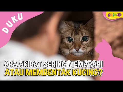 Kucing Lucu -  Apa Akibat Sering Memarahi atau Membentak Kucing? - Dunia Kucing Eps 84