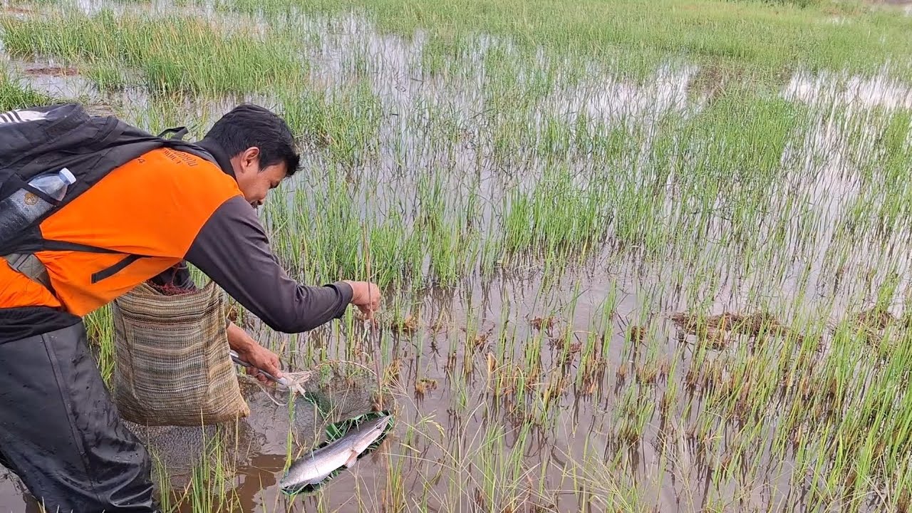 ปักเบ็ดหมายเกี่ยวข้าว ตาหาปลาช่อนใหญ่ ด้วยเหยื่อเขียด ,@hayoohakinthinrasi 