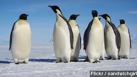 Study Tracks Penguin Migration By Looking At Poop From Space