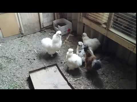 აბრეშუმის ქათმები