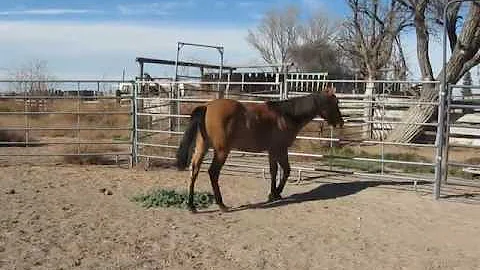 The Sandy Man Yearling Gelding 1
