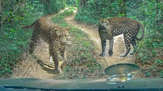 Rare Tiger Behavior Captured on Camera During Safari Adventure! by The Wild Tube 587 views 11 months ago 9 minutes, 41 seconds