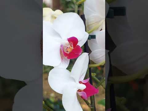 Como fazer orquídea