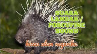 SUARA LANDAK / PORCUPINE SOUND