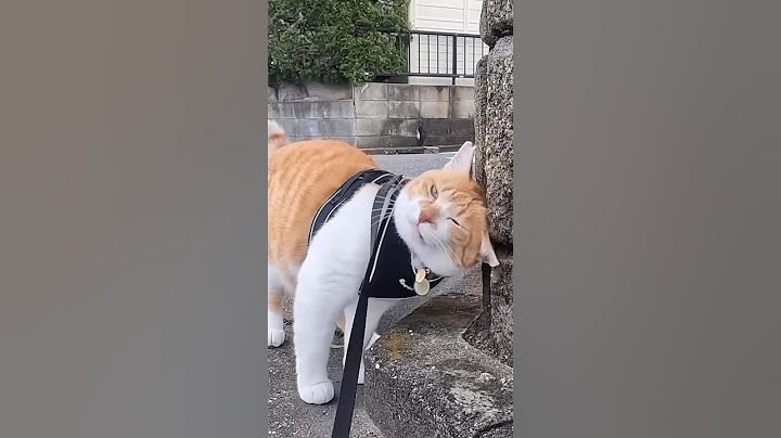 散歩中に1番会いたくないヤツ #元野良猫チャチャ #猫武将 #猫侍 #猫 #ねこ #cat #ねこさんぽ #チャチャ