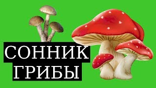 СОННИК - К чему снятся грибы? (2019) Толкование Снов