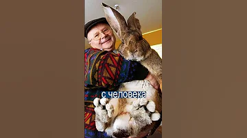 Кролик-переросток стал звездой интернета
