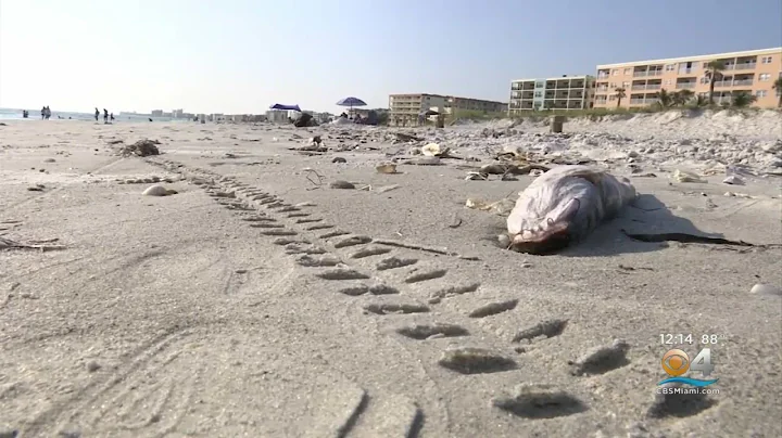 Red Tide Causing Concern In Florida's Gulf Coast - DayDayNews