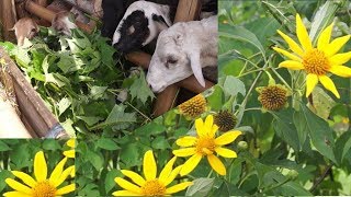 La árnica o botón de oro como alimento de animales de granja - YouTube