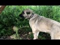 AZAP YARALANDI!!! - SABAH BİR KÖPEKLE ÇOK FENA BİRBİRİNE GİRDİLER