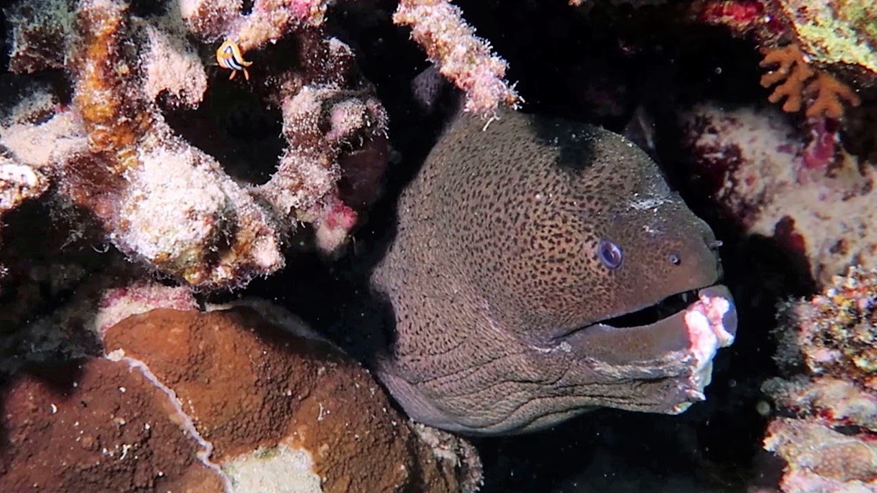 Snorkeling Sharm El Sheikh. Red Sea. Temple, Farana and Ras Katy  from Jazz Fanara Resort. July 2023